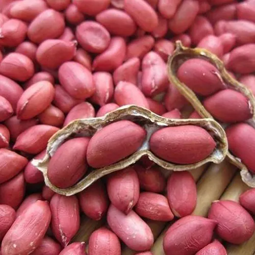 Red-skin groundnut kernels heaped around an opened pod showing three kernels inside